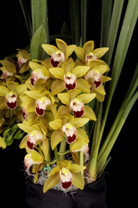 Cymbidium N.R. Ori Gem HCC/AOS 75 pts. Inflorescence